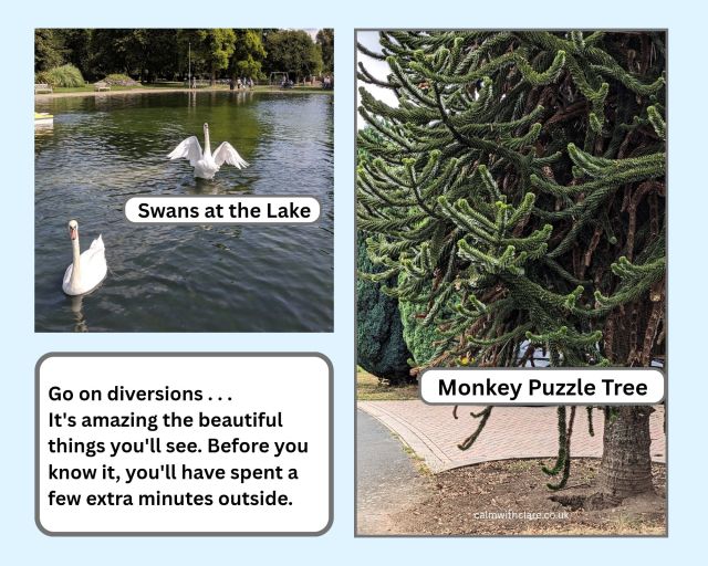 Two photographs are displayed. One is of two white swans at the lake. The second is of the intricate branches of a Monkey Puzzle Tree. These photos and the caption encourage you to take diversions when outside. The caption reads "it's amazing the beautiful things you'll see. Before you know it, you'll have spent a few extra minutes outside".